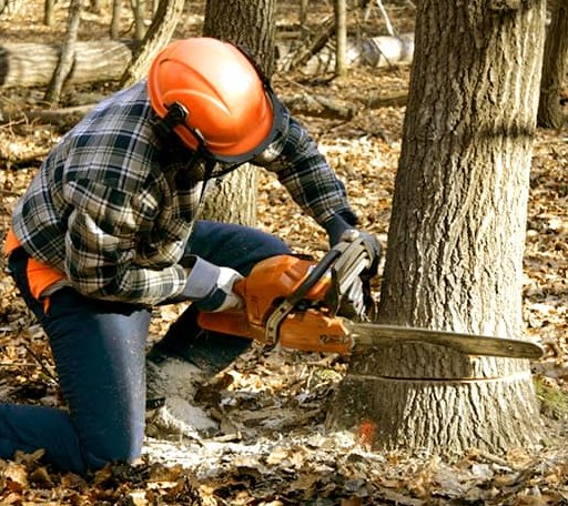 Tree Removal in Bancroft, ID